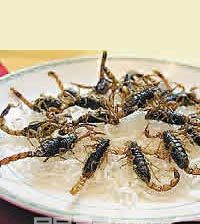 十足全虫-中站区特产-焦作特产-河南特产-特产